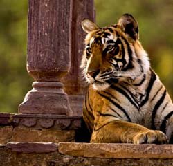 golden triangle tour with ranthambore tiger safari